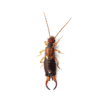 insect