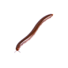 worm