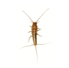 A close-up image of a silverfish insect, shown from above on a white background. We know the secret to spotting its long, slender, brownish body with three tail-like appendages and long antennae.