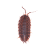 termite