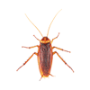 roach