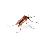 Mosquito