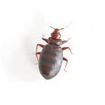 bed bug