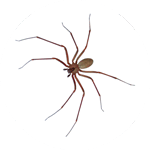brown recluse