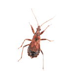kissing bugs