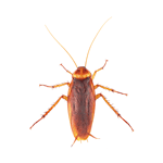 pestcontrol