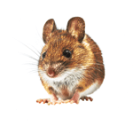 rodent