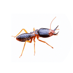 A close-up of an earwig insect with a dark segmented body, orange legs, and long antennae, isolated on a white background—we know the secret behind its intriguing appearance.